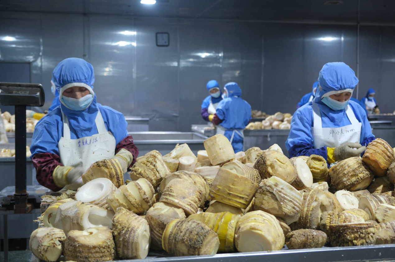视频致富竹子种植视频大全_竹子种植致富视频_视频致富竹子种植教程