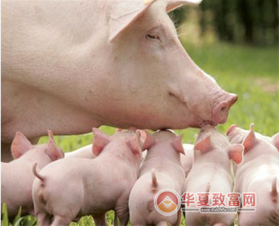 养殖母猪