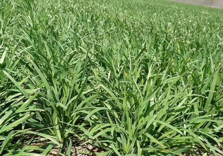 韭菜种植视频播放_红韭菜怎么种植技术视频_韭菜种植视频教程