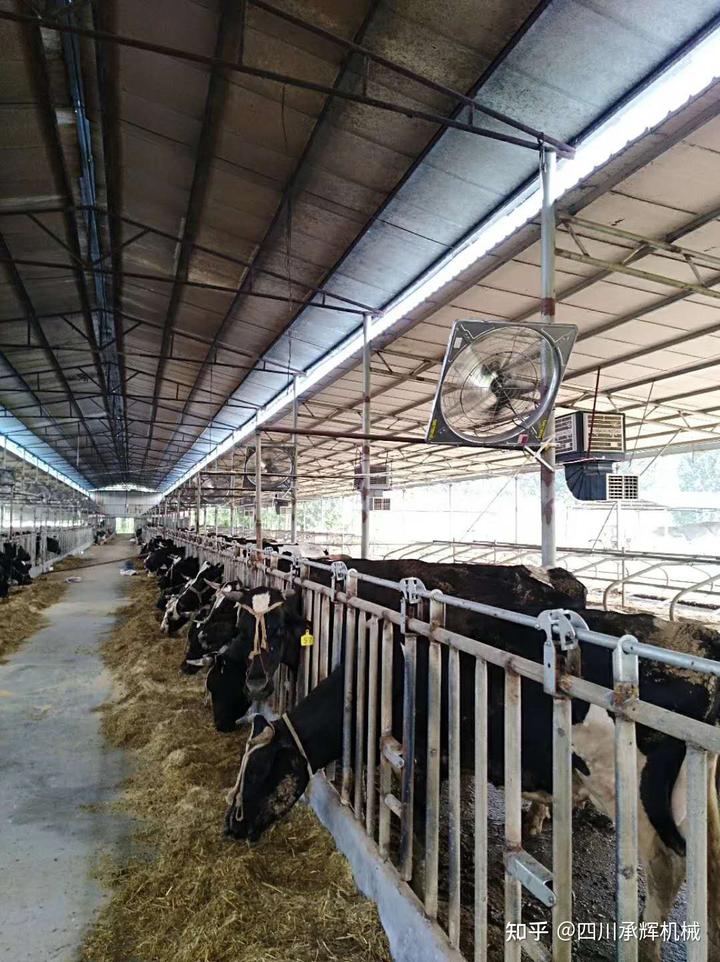 养殖牛需要什么条件具备_养殖牛需要哪些技术_养殖牛需要办什么手续