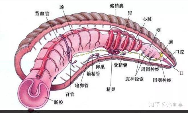 水蛭素
