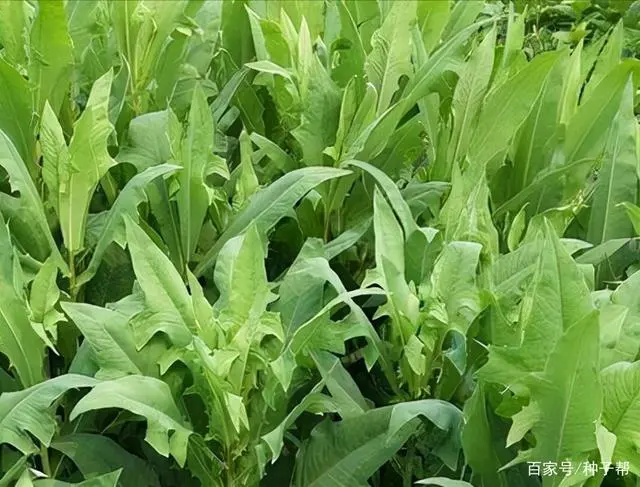 菊花种植菜技术与管理_菊花种植技术及效益_菊花菜种植技术