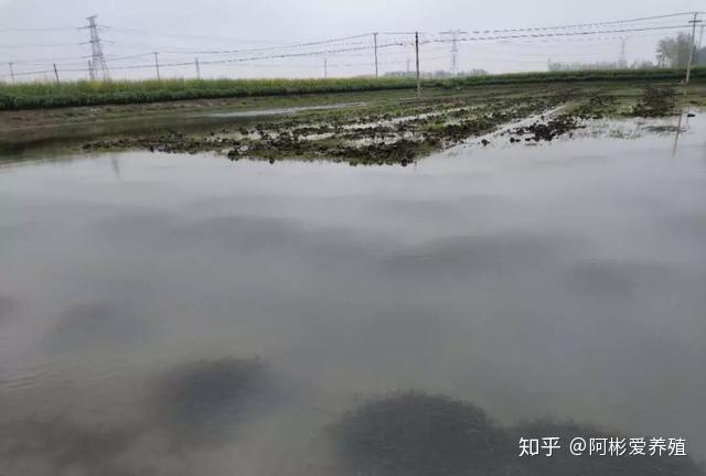 野生青蟹是保护动物吗_养殖青蟹和野生青蟹口感区别_野生青蟹养殖技术