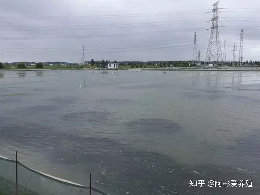 野生青蟹养殖技术_野生青蟹是保护动物吗_养殖青蟹和野生青蟹口感区别