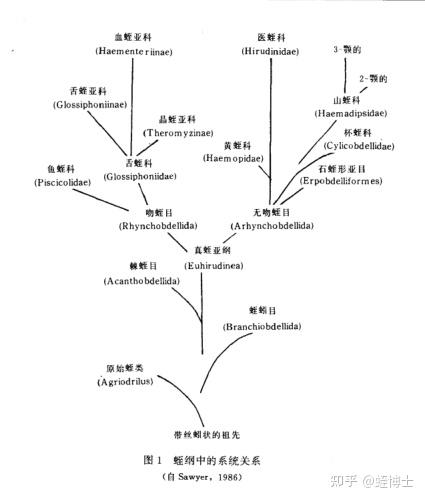 致富经2012水蛭养殖_水蛭养殖成功案例_致富经水蛭养殖技术