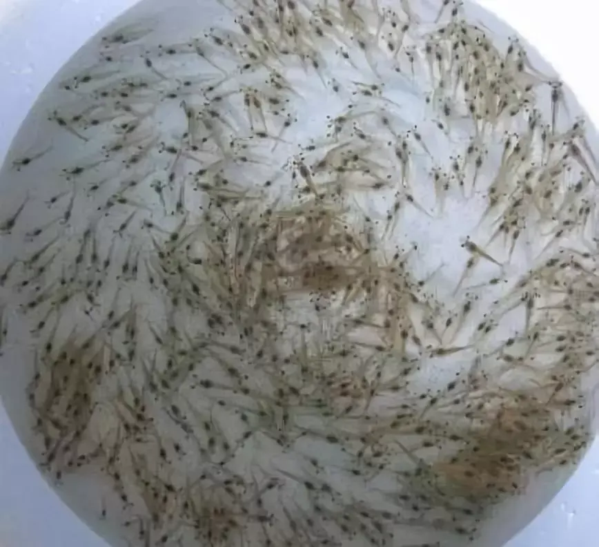 白虾的养殖技术视频_白虾的养殖技术_养殖白虾视频教程