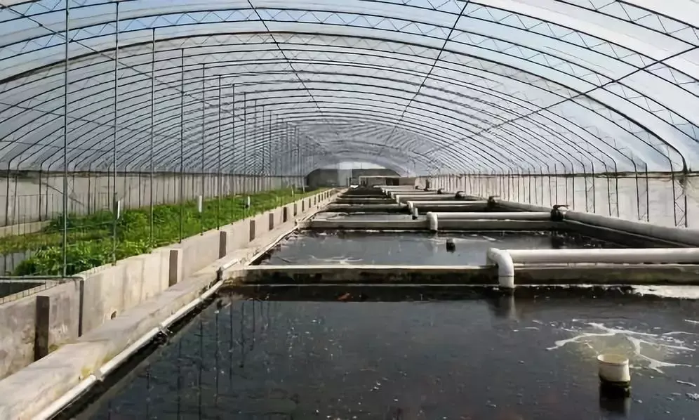 养殖白虾视频教程_白虾的养殖技术视频_白虾的养殖技术