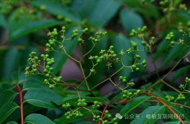 致富村庄种植农村项目计划书_致富村庄种植农村项目有哪些_农村村庄种植致富项目
