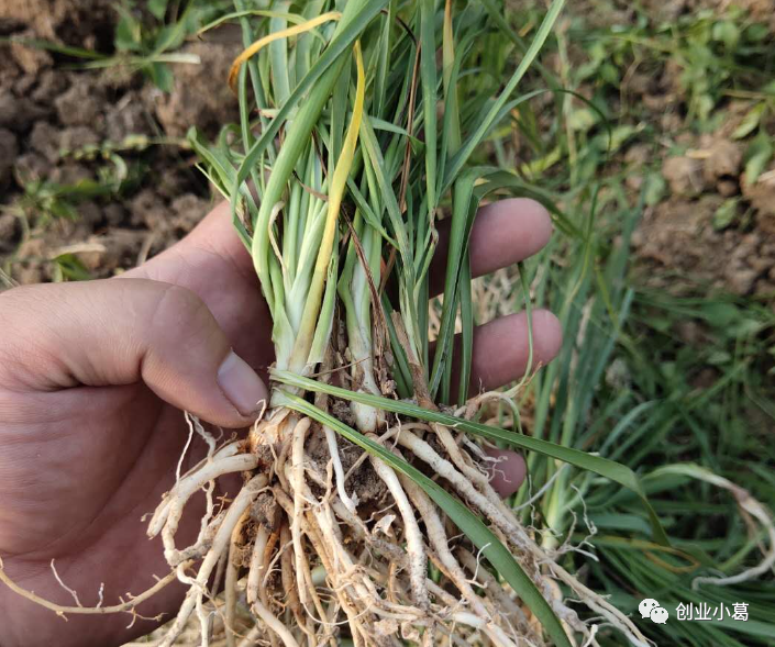 农村致富新项目种植_农村村庄种植致富项目_农村致富项目种植业