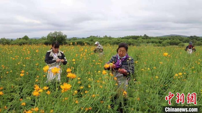 农村种花致富能人_乡亲种植致富花_乡亲们的致富花