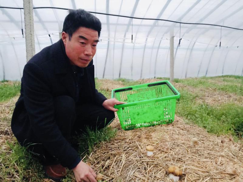 河东打响“顺民”品牌，“种菇达人”念活致富经