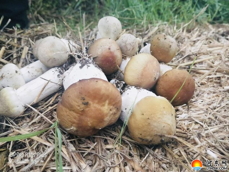 致富经种植食用菌视频_致富经食用菌种植视频_种植食用菌前景怎么样