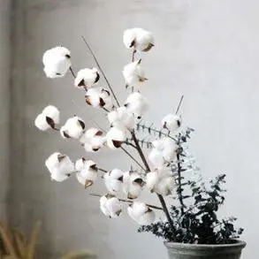 新疆棉花种植技术_棉花种植技术培训心得_棉花的种植技术
