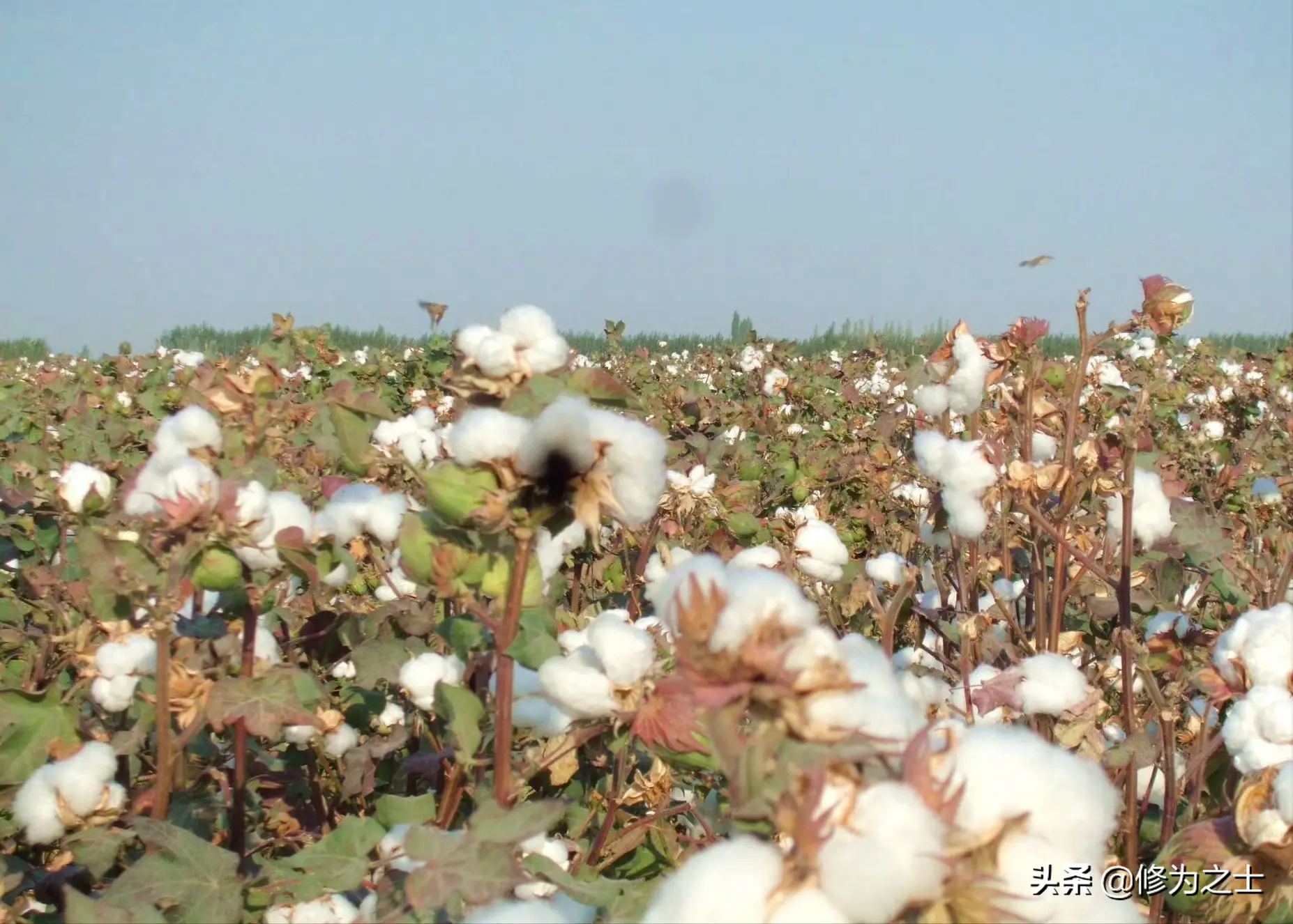 全套实用的高产棉花种植管理方法，看过一定不要忘了收藏好
