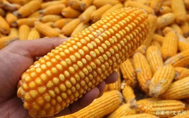 致富经玉米种植_种植玉米致富_致富玉米种植技术视频