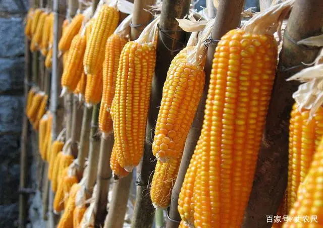 致富玉米种植技术视频_种植玉米致富_致富经玉米种植