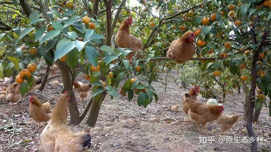 养殖致富经_致富经养殖业_养殖致富小项