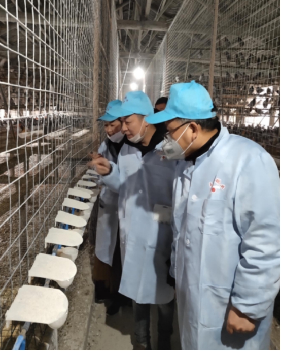 祁阳：白鹤洞里飞出“致富鸽”