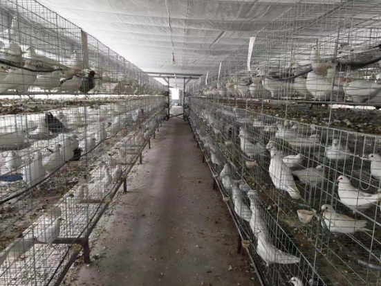 肉鸽养殖新技术2018_2021年肉鸽养殖前景_2020肉鸽养殖前景及价格