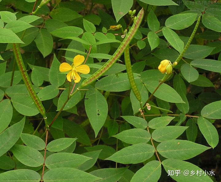 致富种植扁豆图片_种植扁豆致富_致富种植扁豆怎么样
