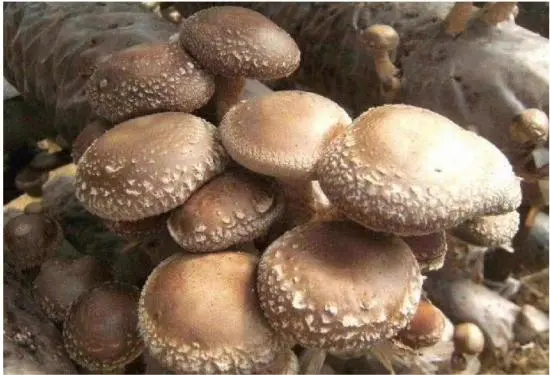 河北农业种植致富_河北农村种植致富项目_河北种植什么农作物最赚钱