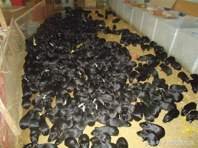 致富虫的养殖_致富经昆虫养殖_致富经养虫子鸡视频全集