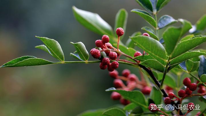 致富花椒种植技术视频教程_致富经花椒种植技术_致富花椒种植技术视频