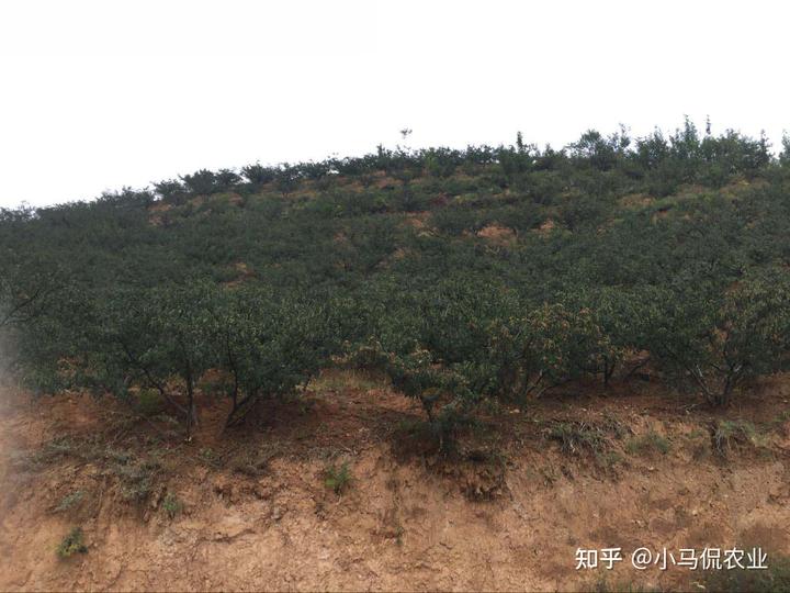 致富经花椒种植技术_致富花椒种植技术视频_致富花椒种植技术视频教程