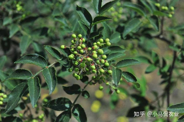 致富花椒种植技术视频_致富经花椒种植技术_致富花椒种植技术视频教程