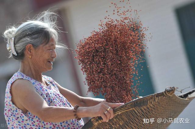 致富花椒种植技术视频_致富花椒种植技术视频教程_致富经花椒种植技术