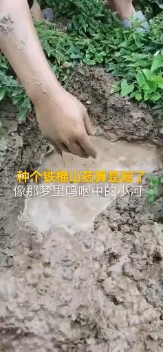 运城山药种植合作社_运城山药种植致富_山西运城山药产地价格
