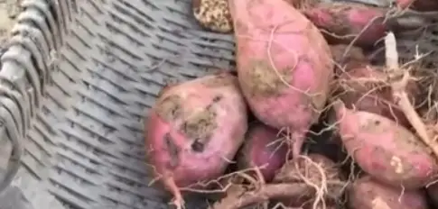 沙地种植红薯_沙滩致富红薯种植视频_致富经沙滩种红薯
