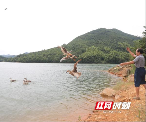 湖南养殖豪猪技术_养殖湖南豪猪技术规程_湖南哪里有豪猪苗专卖