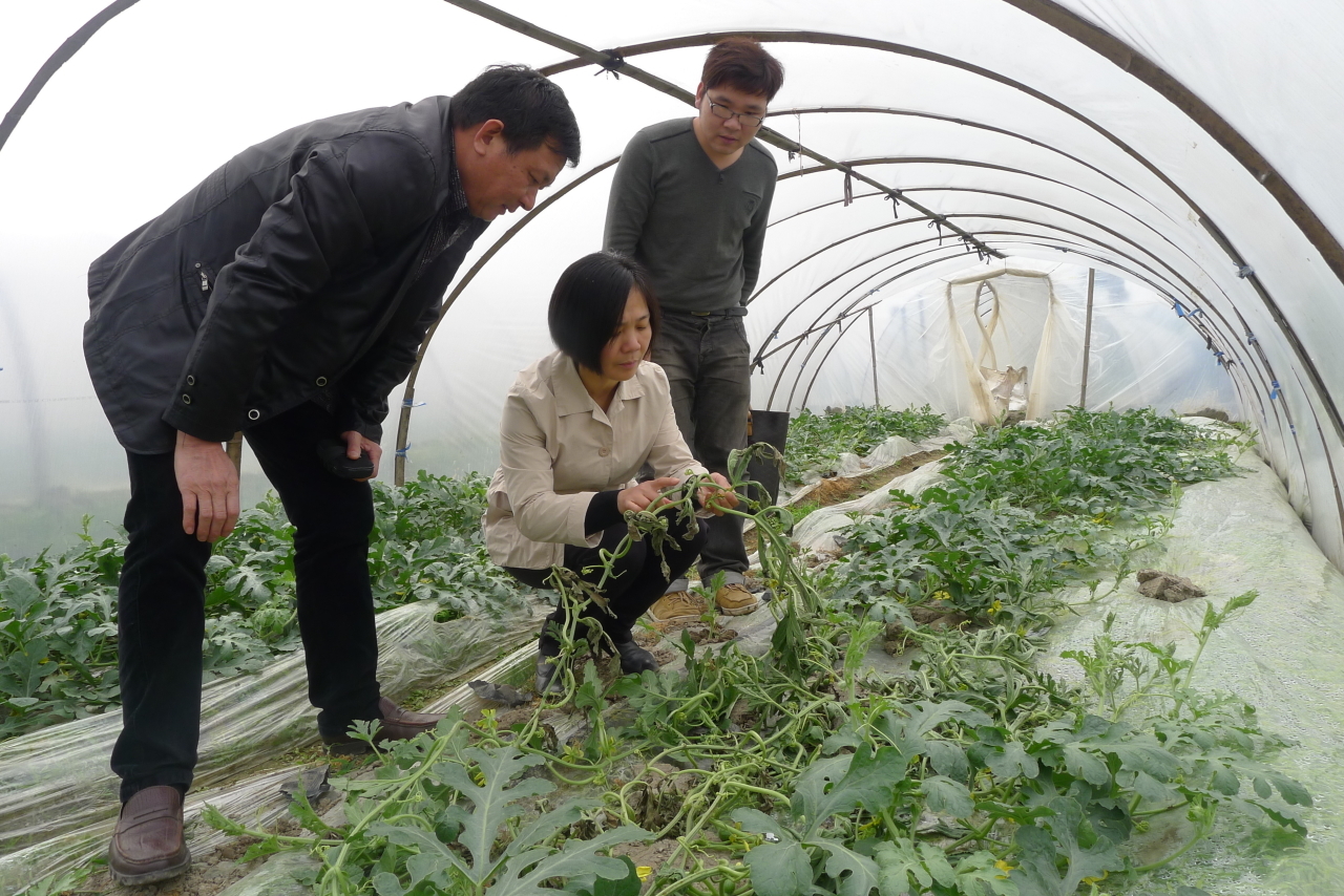 视频致富西瓜种植教程_种植西瓜致富视频_农业种植致富项目西瓜