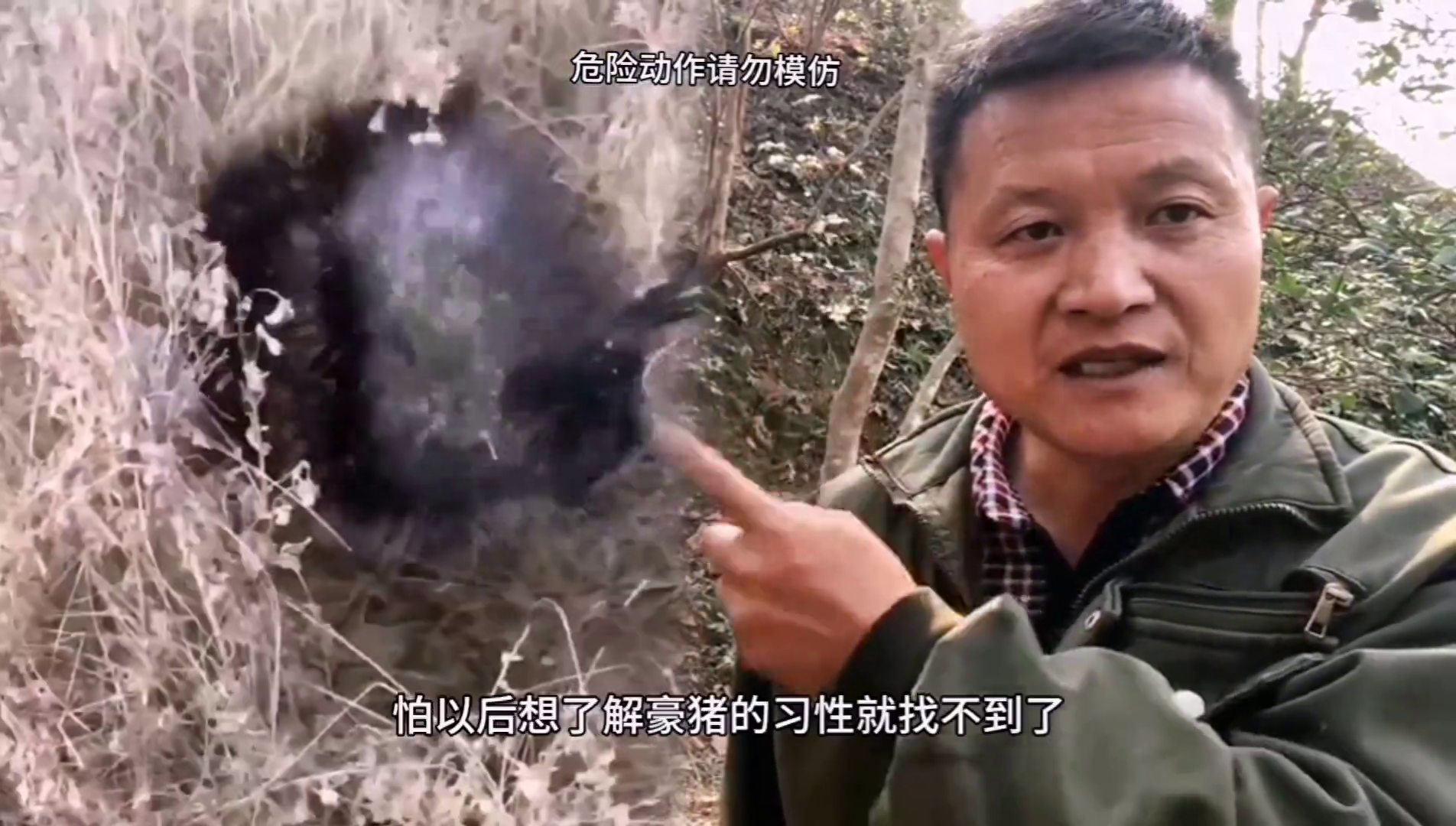 湖南豪猪养殖基地_养殖湖南豪猪技术要求_湖南养殖豪猪技术