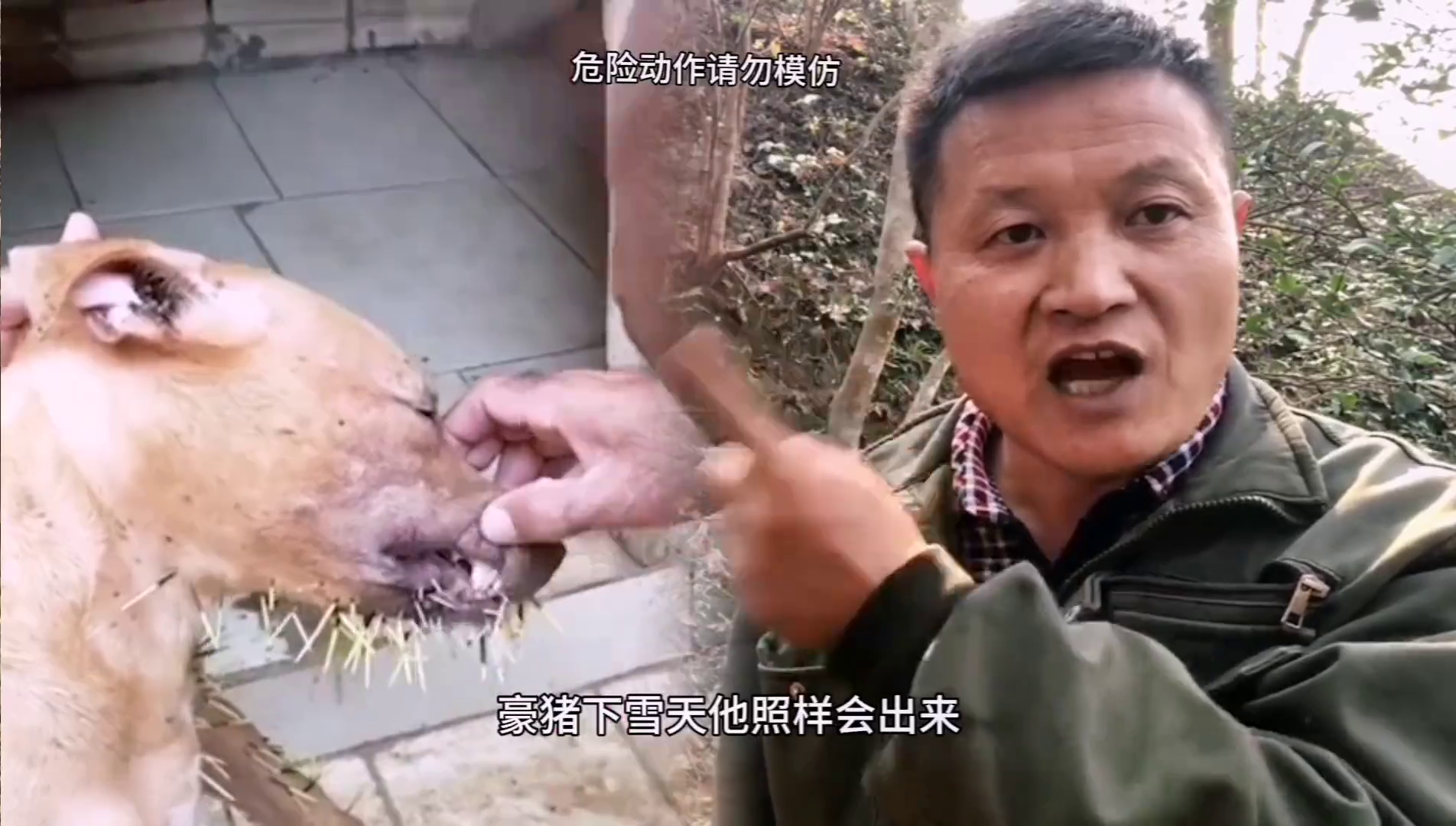 湖南养殖豪猪技术_养殖湖南豪猪技术要求_湖南豪猪养殖基地