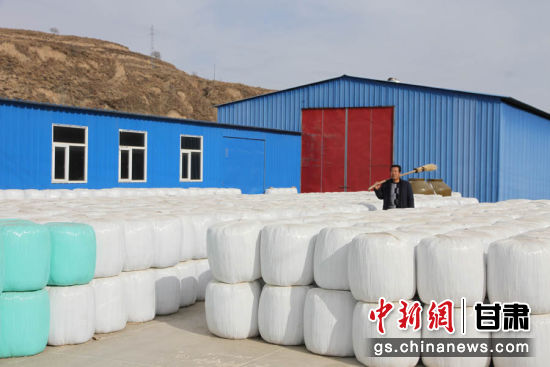 甘肃环县：“羊随草走、草随羊种”配方草养致富羊