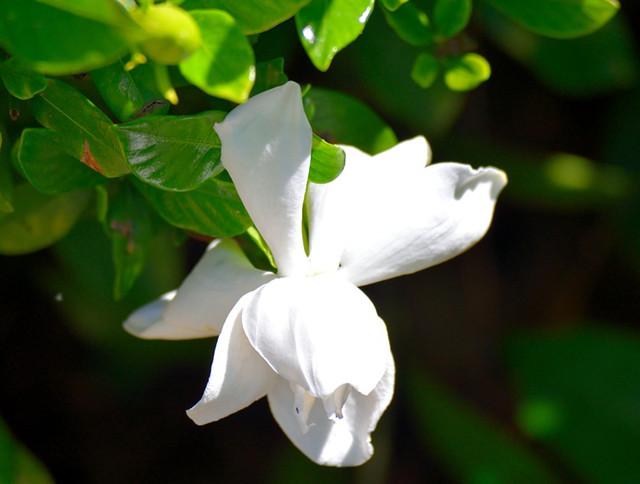 栀子花养殖教程_栀子花卉养殖技术_花卉养殖栀子技术要点