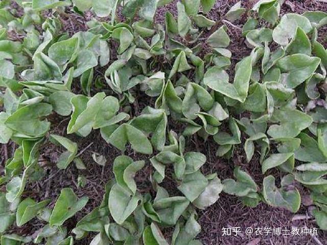 中药材柴胡种植技术_柴胡种植致富中药_药材种植柴胡