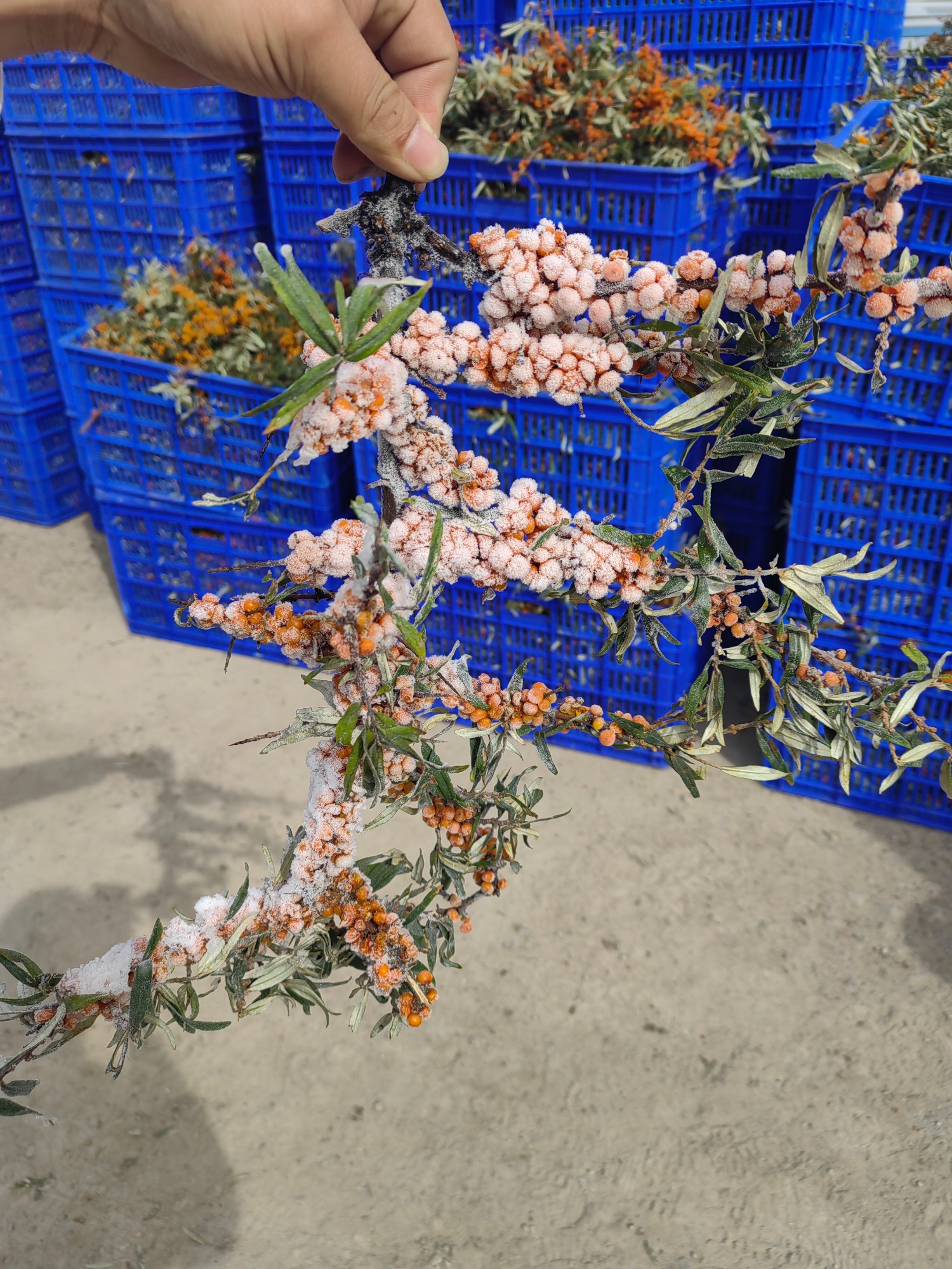 山西白芍种植致富_白芍种植技术视频_白芍种植前景怎么样