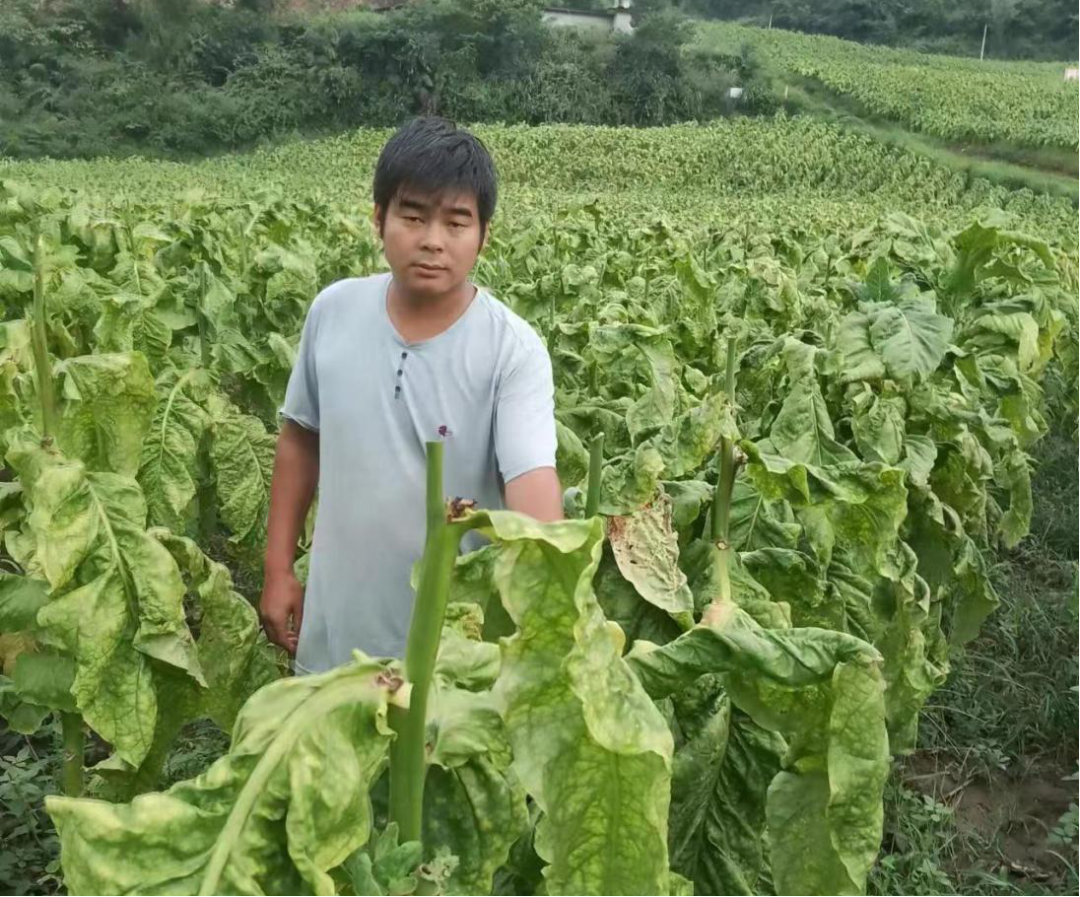 农村致富种植什么好_农村种植致富的东西叫什么_致富种植农村东西叫啥名字