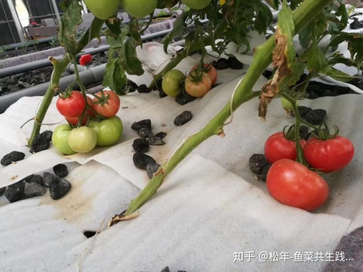 致富经养石蛙_致富经石蛙鱼共生_致富经石蛙