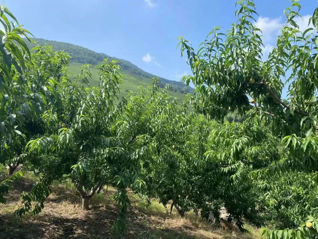 致富种植农村东西叫什么_农村致富种植什么好_农村种植致富的东西叫什么