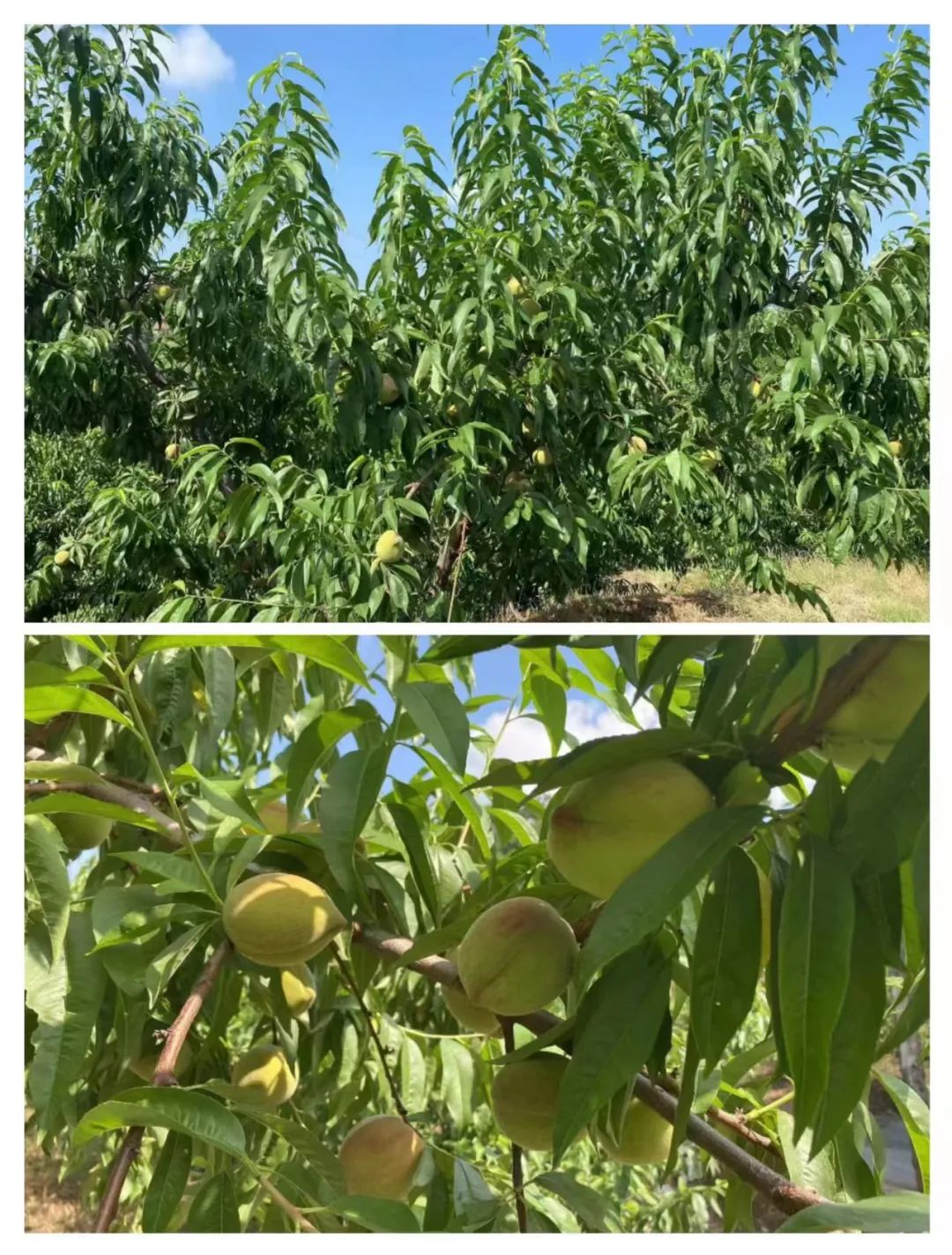 农村致富种植什么好_农村种植致富的东西叫什么_致富种植农村东西叫什么