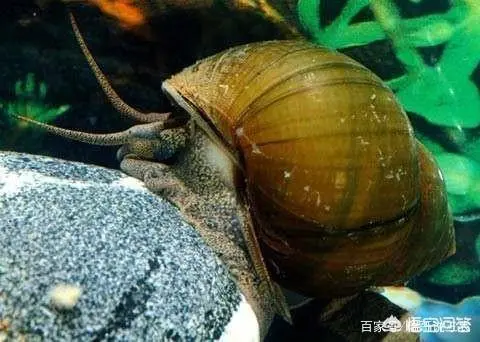 河螺养殖技术和方法_河螺的养殖技术_河螺养殖一亩产量