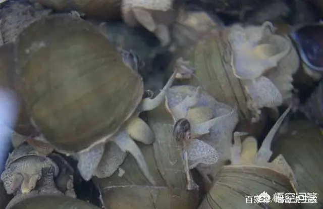 河螺养殖一亩产量_河螺养殖技术和方法_河螺的养殖技术