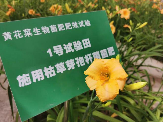 致富山西种植白芍视频_山西白芍种植致富_白芍种植利润