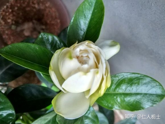 栀子花卉养殖技术_花卉养殖栀子技术视频_花卉养殖栀子技术要点