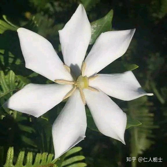 栀子花卉养殖技术_花卉养殖栀子技术要点_花卉养殖栀子技术视频