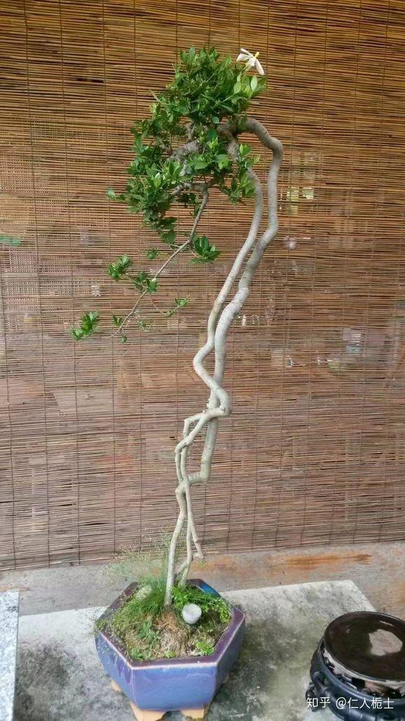 花卉养殖栀子技术要点_花卉养殖栀子技术视频_栀子花卉养殖技术
